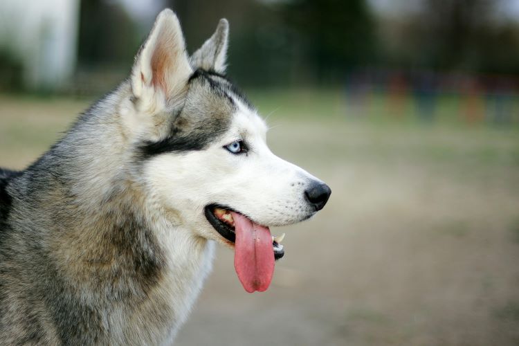 siberian-husky-tongue