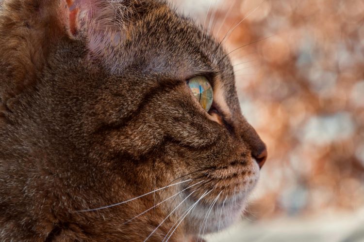 A brown tabby cat looking to the side.