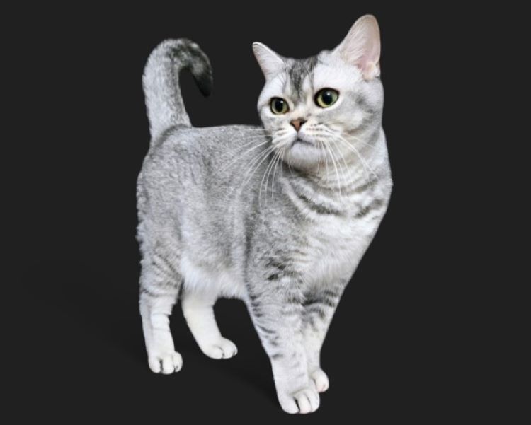 cards What is an American Shorthair Cat?