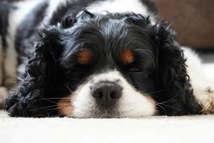 A sleepy Cavalier King Charles Spaniel, one of the most popular types of spaniels, laying down with mostly closed eyes.
