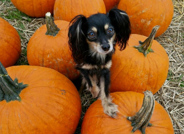 A small dog standing between a bunch of orange pumpkins in a field.