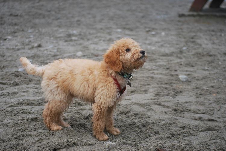 A small goldendoodle in a collar and harness standing on a sandy beach looking up.