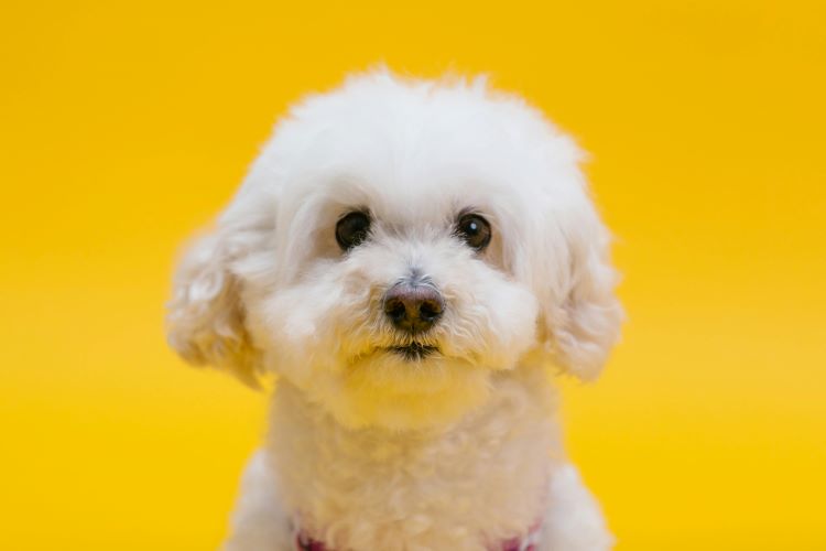 small-white-dog