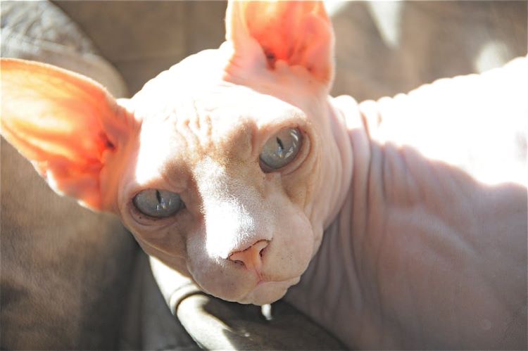 Close up of a sphynx cat with blue eyes laying in a beam of sunlight