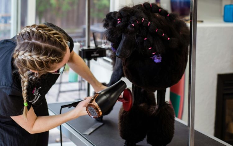 A black Standard Poodle being groomed professionally by a woman in braids.