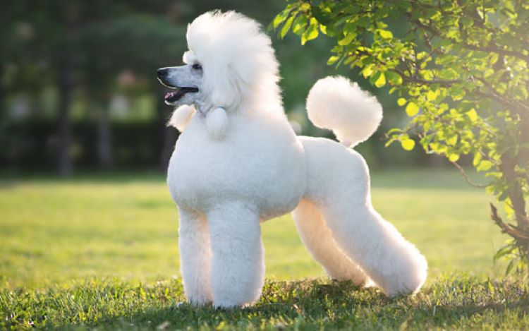 standard-poodle-white