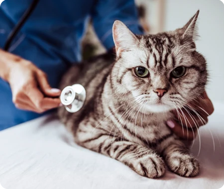 vet using stethoscope on tabby cat