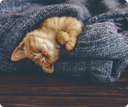 kitten on floor sleeping wrapped in blanket