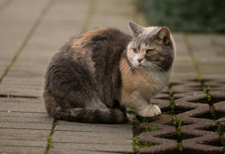A cat at risk of FeLV sitting outdoors on a garden patio.