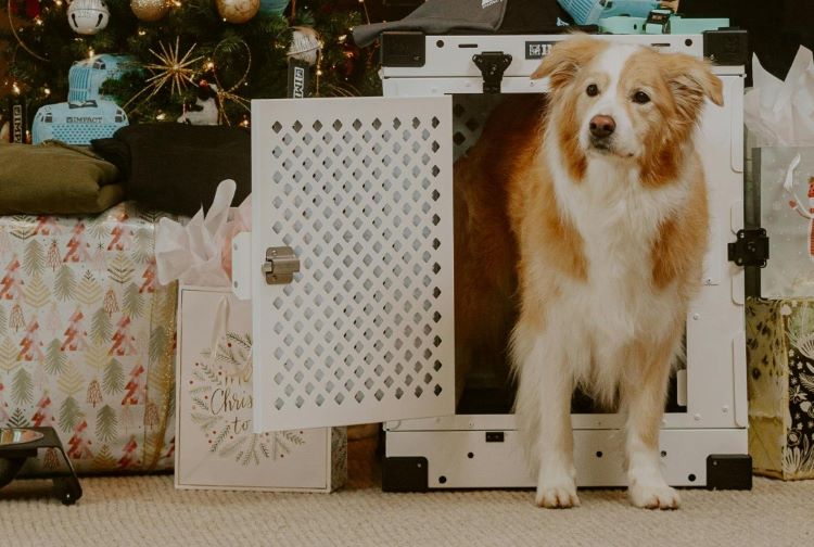 A stressed dog standing partially in a dog crate in a living room decorated for Christmas.
