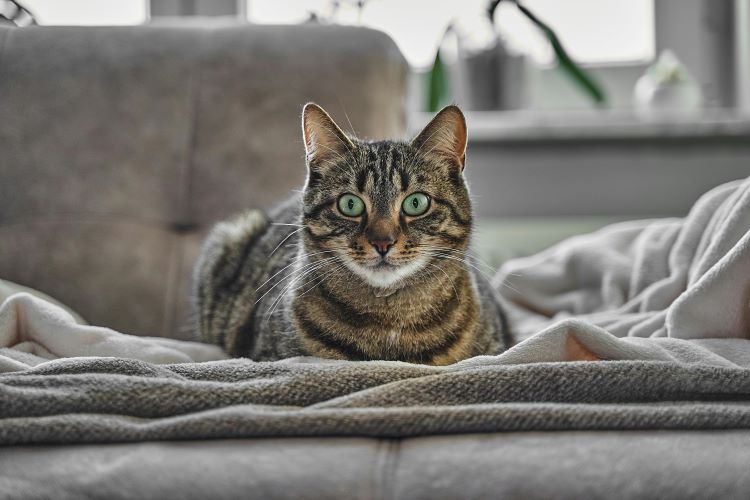 A tabby cat laying down on a gray couch with blankets looking forward with big green eyes.