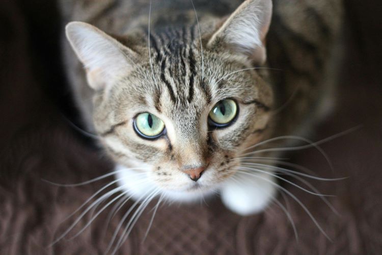 A tabby and white cat at risk of roundworms in pets looking up with green yellow eyes.
