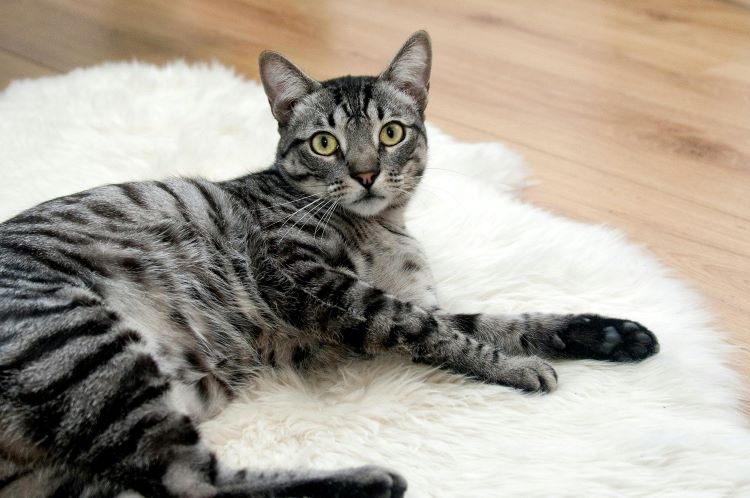 A silver tabby cat laying on a white fur rug looking up.