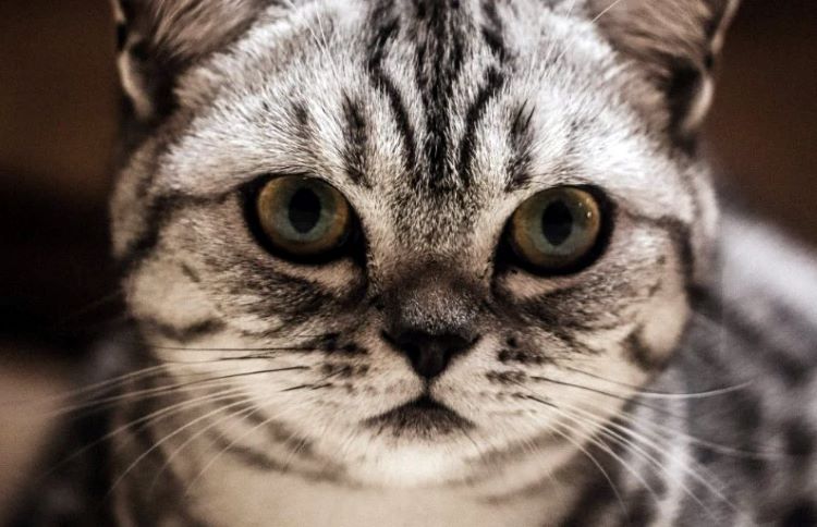 tabby-exotic-shorthair