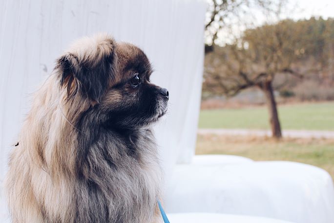 Side view of a tan Pekingese dog indoors.