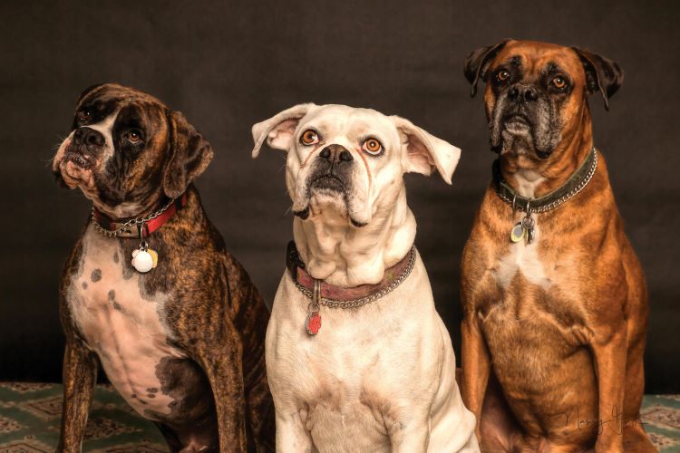 Three sitting Boxer dogs in brindle, all white, and fawn pattern showing the three different coat colors of the dog breed.