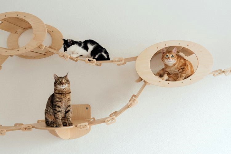 Three domestic short-haired cats displaying different colors and coat patterns of the breed on a wall cat jungle gym.