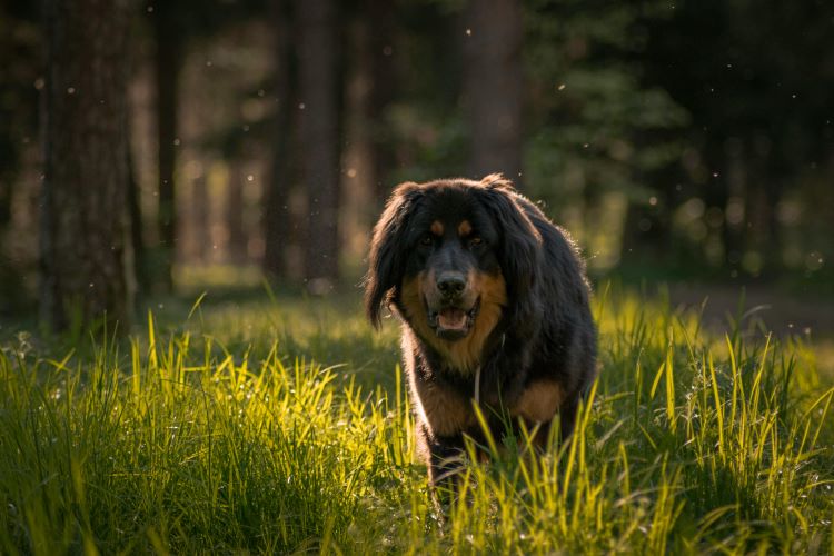 A young Tibetan Mastiff dog walking in a sunny field outside of a forest.