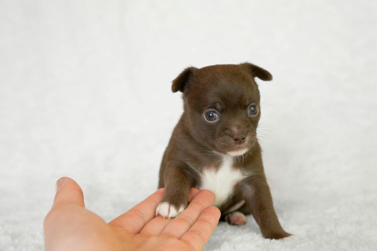 tiny-puppy-hand