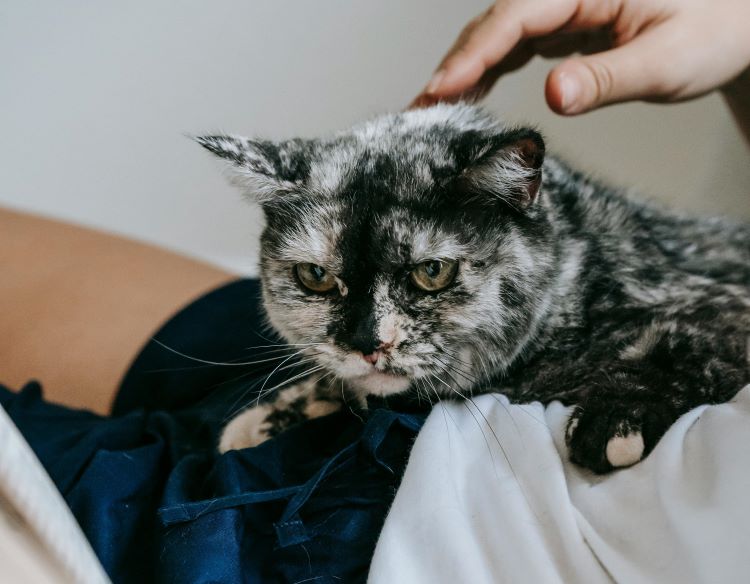 A black and white tortie cat laying on top of a human and kneading them.