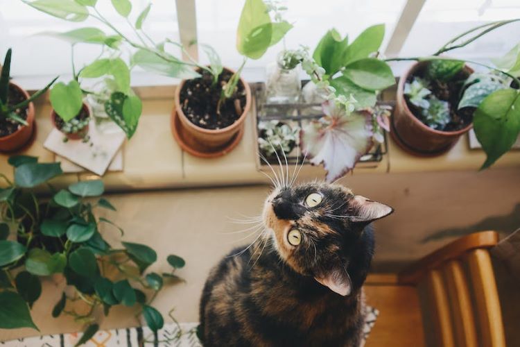 tortoiseshell-cat-and-plants