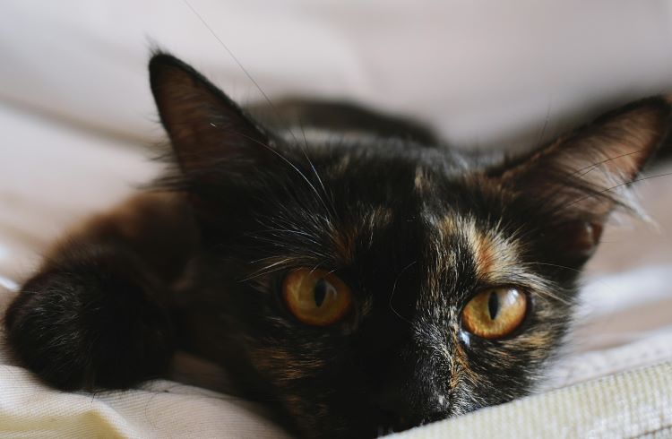 A dark tortoiseshell cat with orange eyes laying forward on a white blanket.