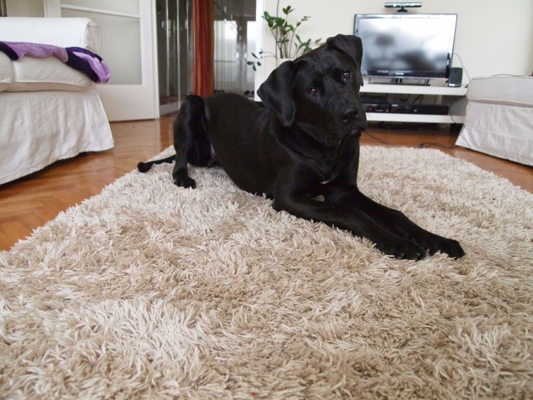 A young black Tosa Inu dog laying on a living room shag carpet.