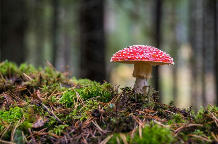 A single red and white mushroom toxic to dogs growing out of moss in the woods.
