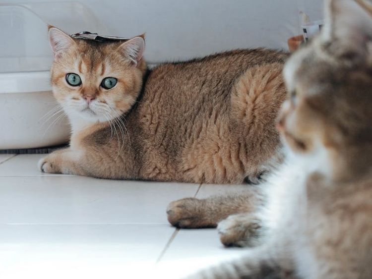 Two cats sitting on a white tile floor showing calm body language.