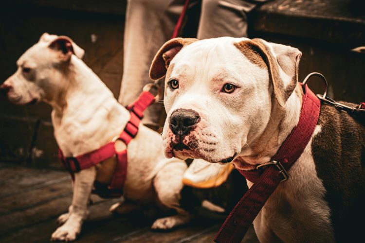 Two dogs with red leashes outdoors on a nighttime walk.