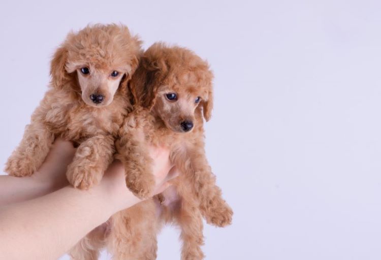two-doodle-puppies