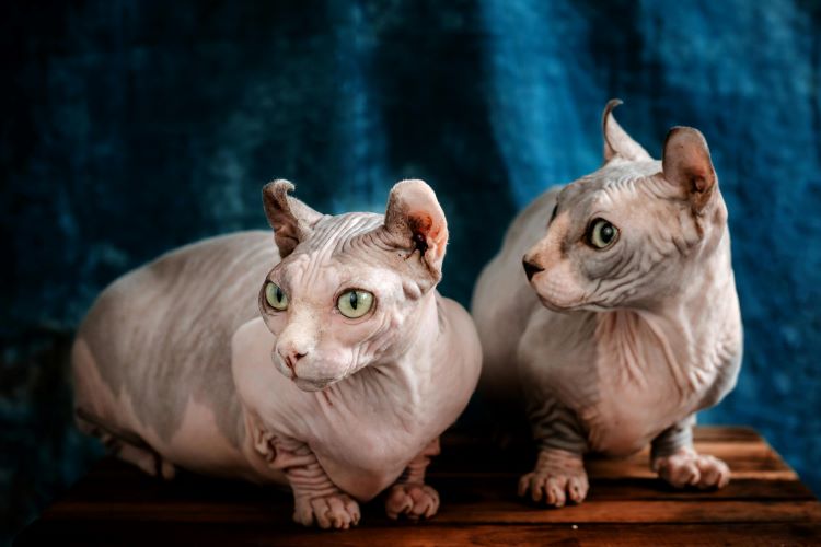 two-hairless-cats