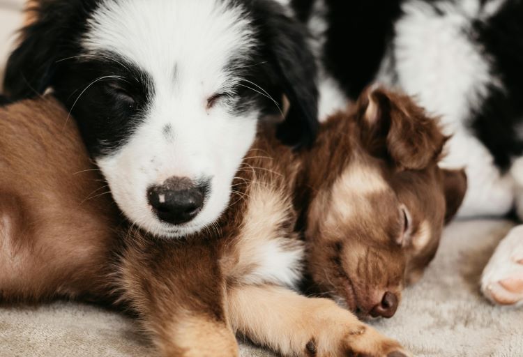 Two cute puppies sleeping on top of one another on a rug.