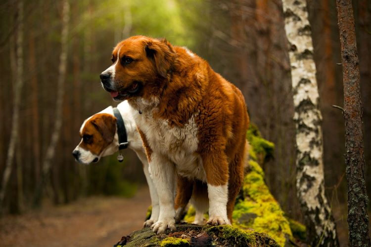 two-saint-bernards