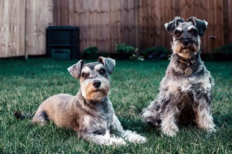 two-terriers-grassy-backyard