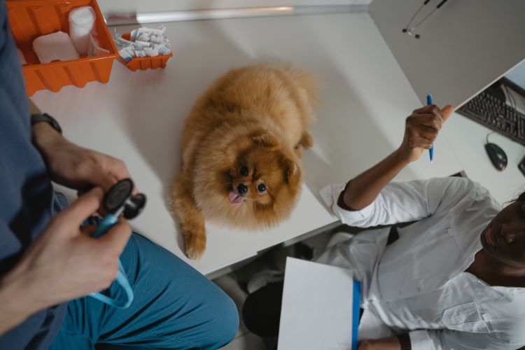 Pomeranian dog vet