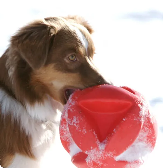 dog playing with dog toy in snow
