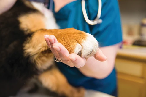 A veterinarian hand holding the paw of a dog during a vet exam.