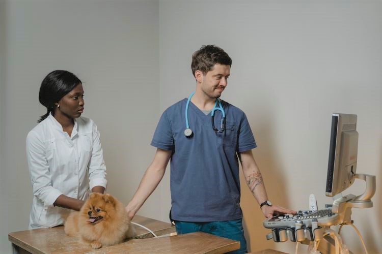 A veterinary technician assisting a veterinarian during a dog's health exam.