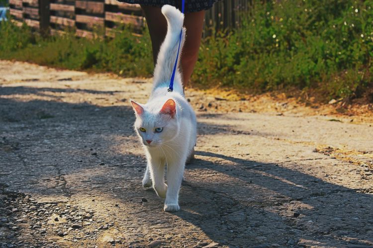 A white cat being walked on a leash outdoors on a path in the sunlight.