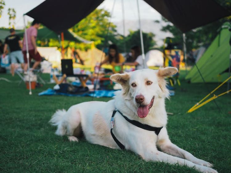 White dog laying on green grass camping outside.