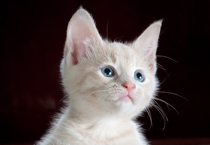 A white kitten born deaf looking up with blue eyes.