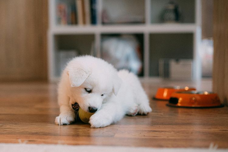 white-puppy-ball-biting