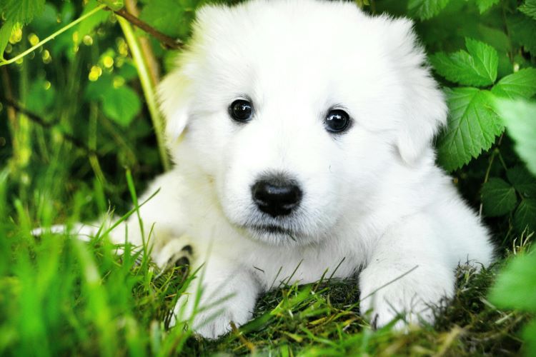 A white new puppy laying outdoors in some green plants looking forward.