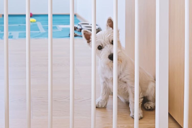 white-scottie-dog-gate