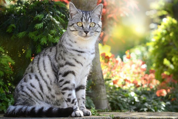 A shorthair cat sits wide-eyed outdoors.