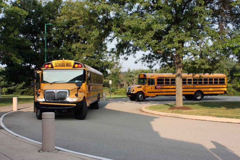 Two yellow school buses in a school driveway as a sign of back-to-school anxiety in pets.