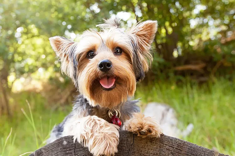 yorkshire-terrier