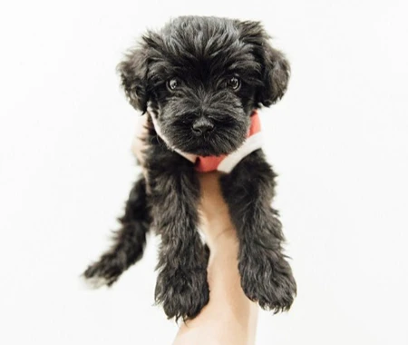 A puppy being held in the air