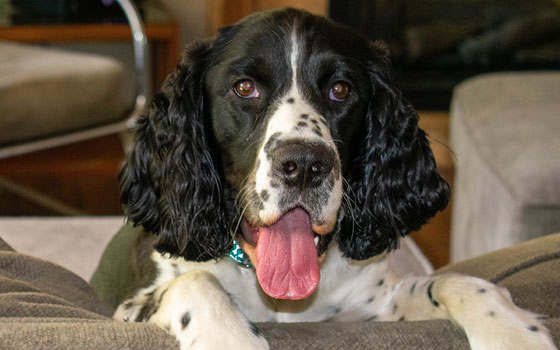 Black and white Brittany dog with curly ears facing forward, tongue out.